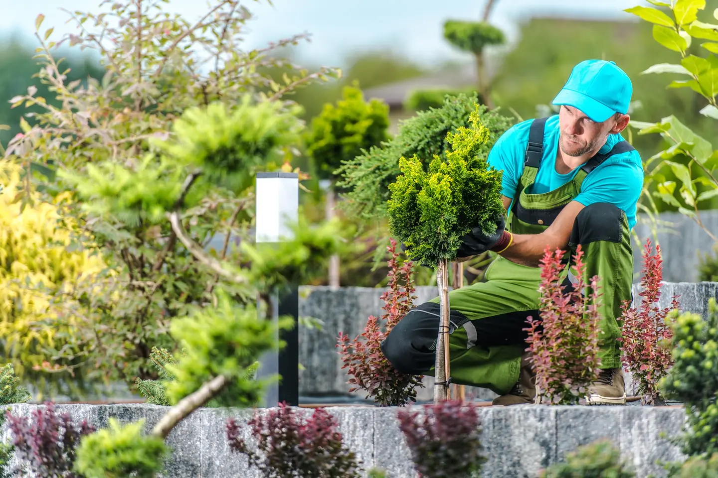 Paysagiste agenouillé plantant un conifère dans un massif bordé de pierres